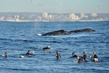 Whales swim near surfers