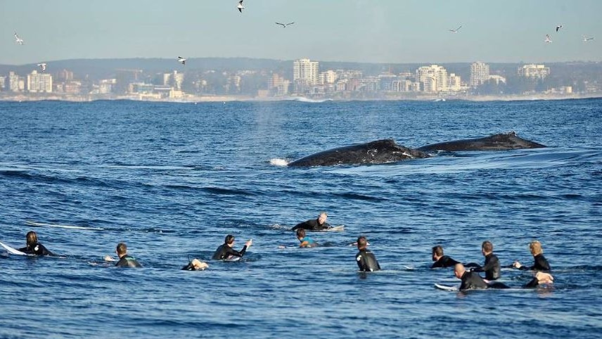 Whales swim near surfers