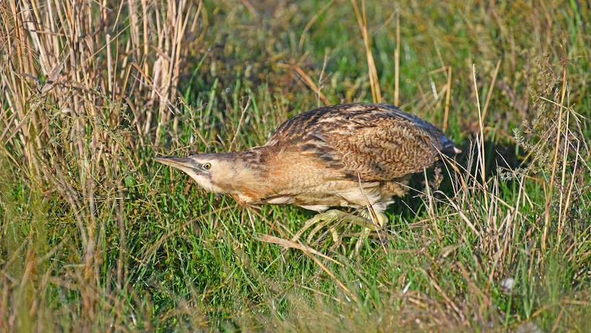 A small, yellowish brown bird walking through some grass 