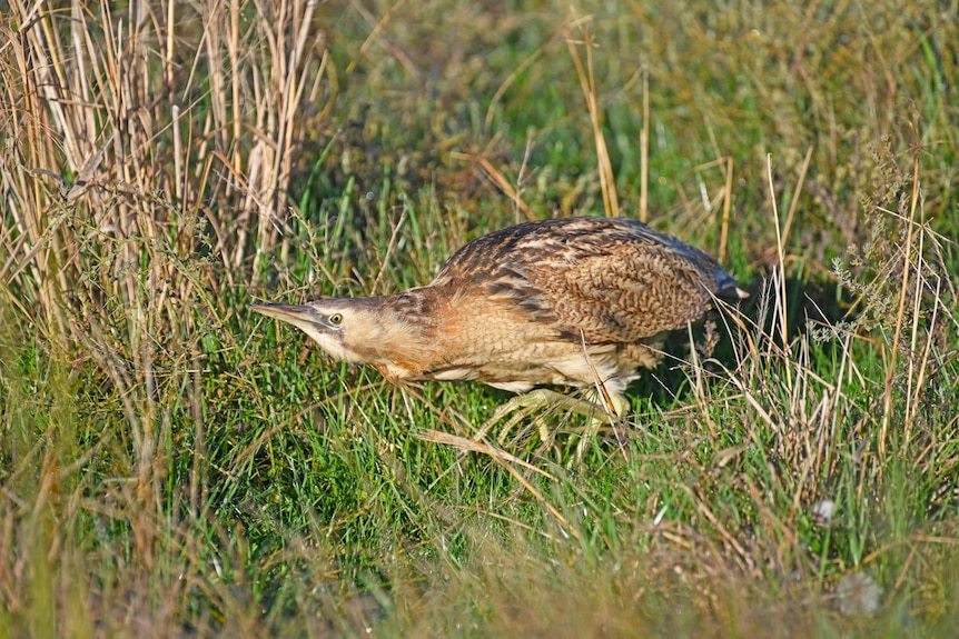 A small, yellowish brown bird walking through some grass 