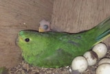 Nest cam vision of a week-old orange-bellied parrot chick