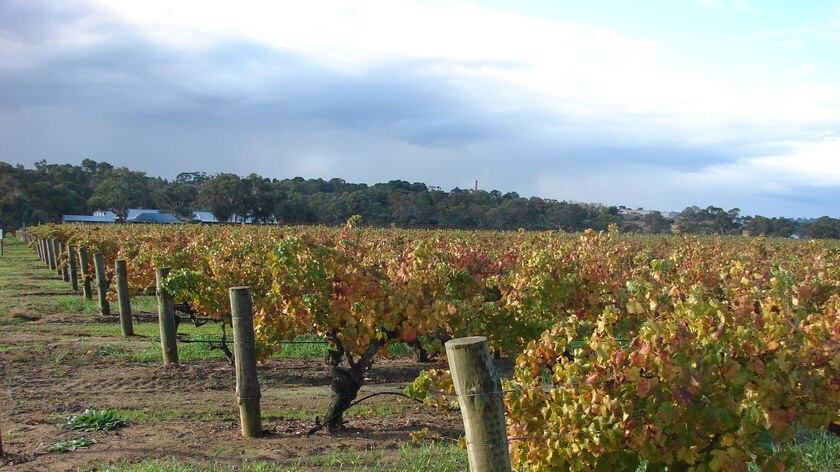 Barossa Valley vineyard