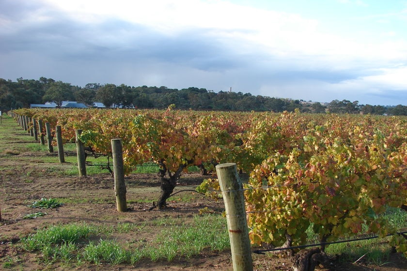 Barossa Valley vineyard