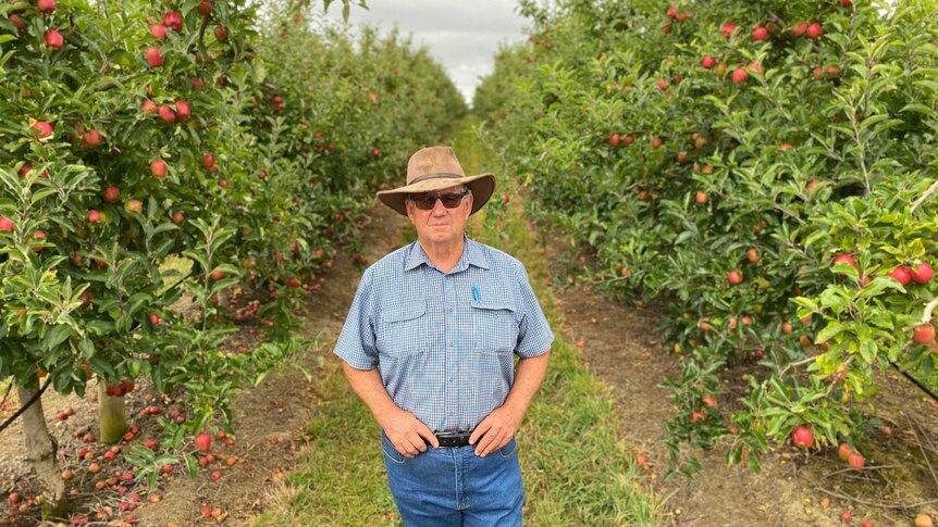 man stands in the middle of an apple orchard