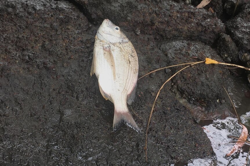 A dead silvery fish lies on the muddy edge of a creek.