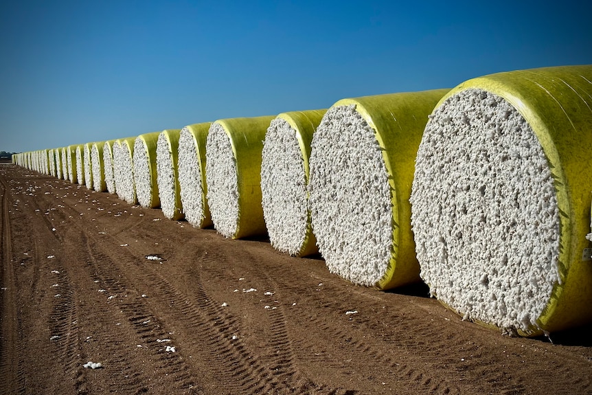 A row of cotton rolled up in bails