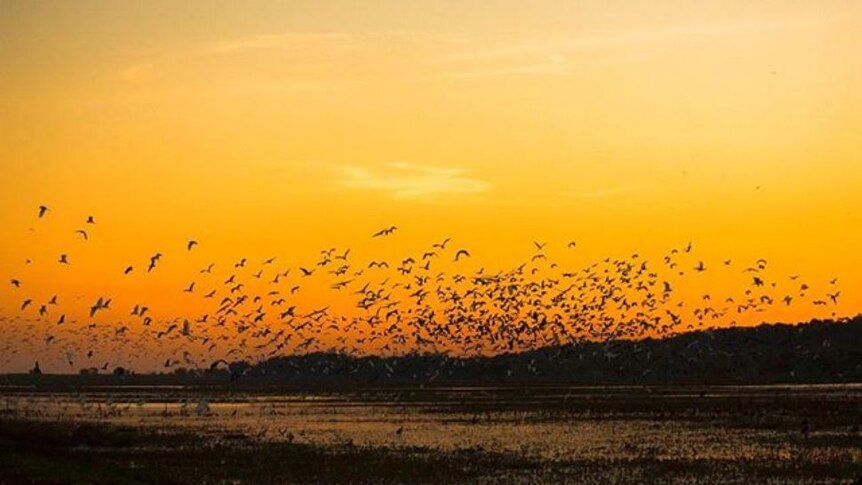 Hundreds of birds flock at Fogg Dam, Northern Territory, as the sun sets in the summer.