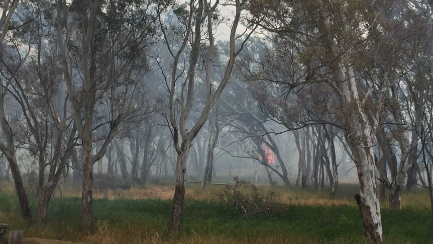 A bushfire burning near Balmoral, in Victoria's west.