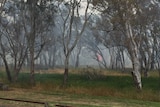 A bushfire burning near Balmoral, in Victoria's west.