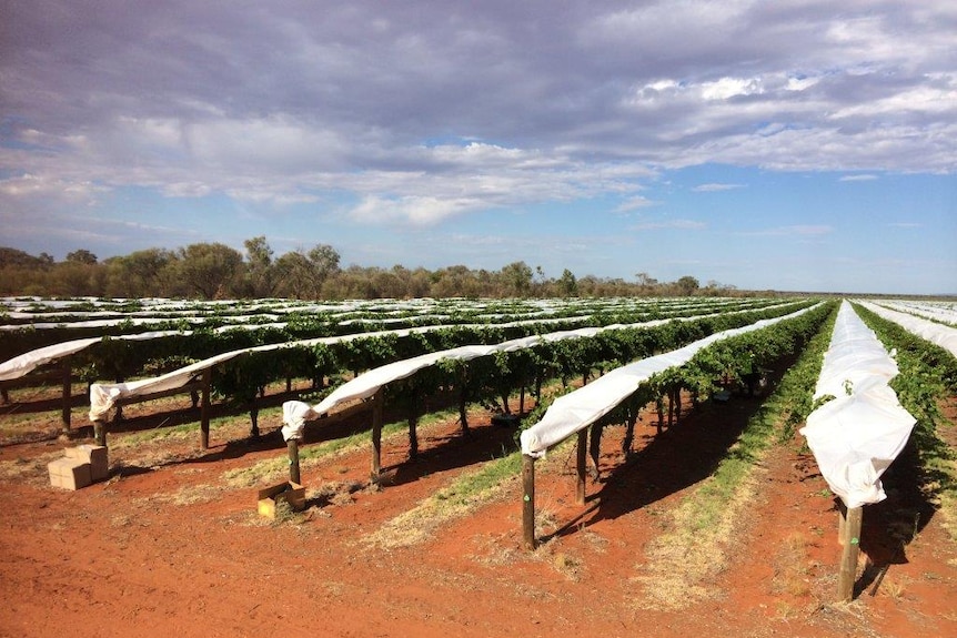 Rows of grapevines in red dirt, covered by white plastic.