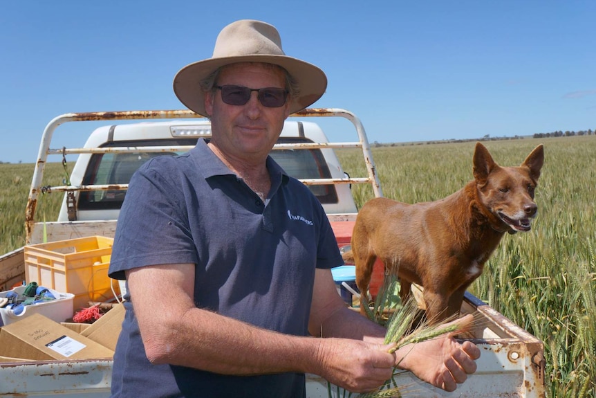 Tammin Farmer Tony York on his farm with his dog in the back of a ute.