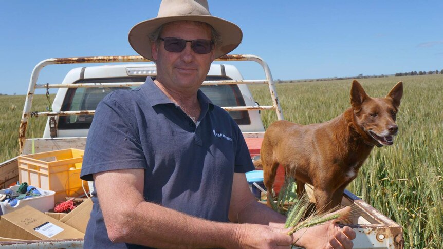 Tammin Farmer Tony York on his farm with his dog in the back of a ute.