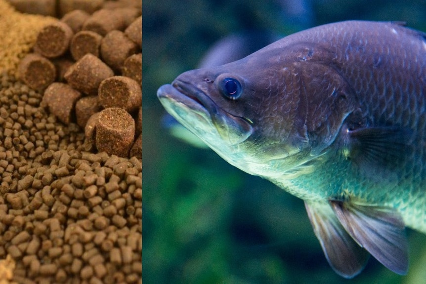 A composite image of fish food pellets, and a barramundi in a tank lit with blue green light.