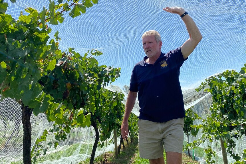 Grape grower Richard Cottom walks under the netting between the vines in his Tumbarumba vineyard.