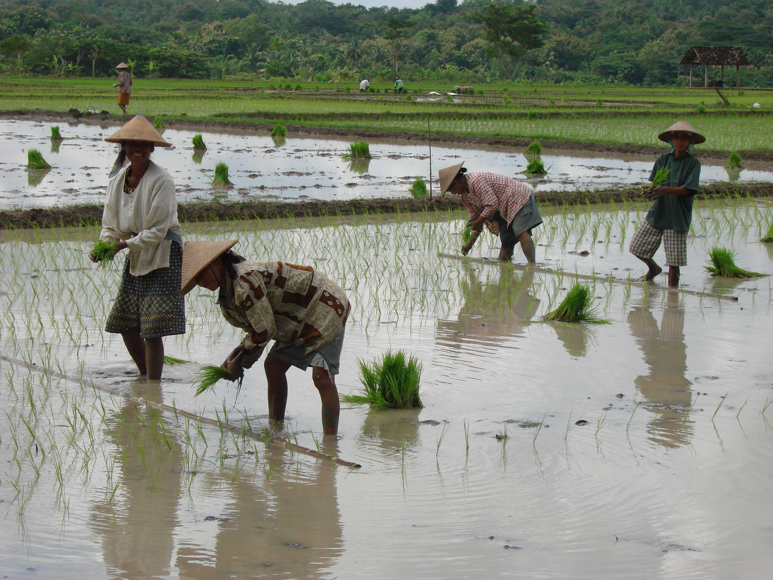 Low methane rice research wins accolades but could take decades for ...