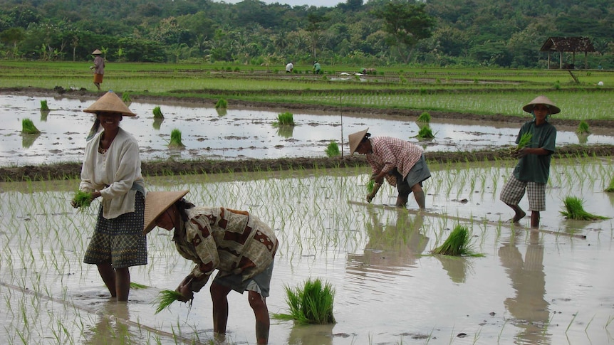 Planting rice in Indonesia