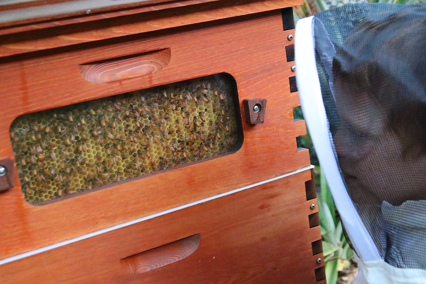Gold Coast 10yo beekeeper Finn Tolhurst checks the bees in his hive