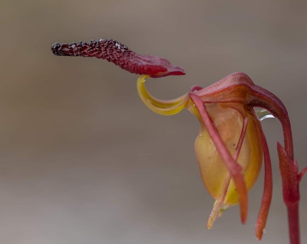 Close-up of a red and green orchid