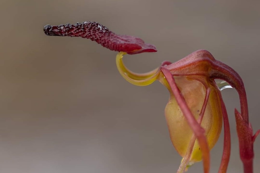 Close-up of a red and green orchid