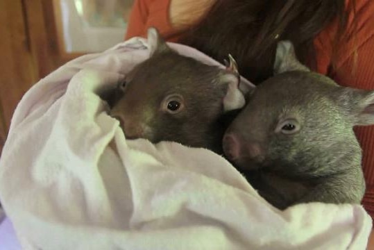 Two baby wombats wrapped up in a blanket and held by a woman
