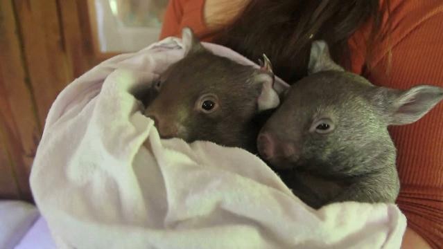 Two baby wombats wrapped up in a blanket and held by a woman