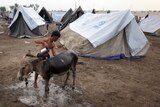 A flood victim washes his donkey outside his tent while taking refuge in a relief camp