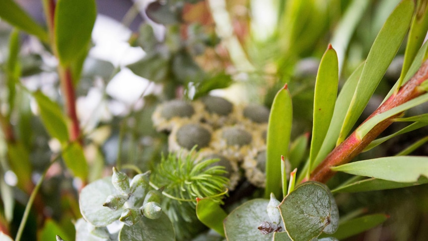 A vast array of leaves and succulents will be incorporated into the group's design for the Melbourne show.