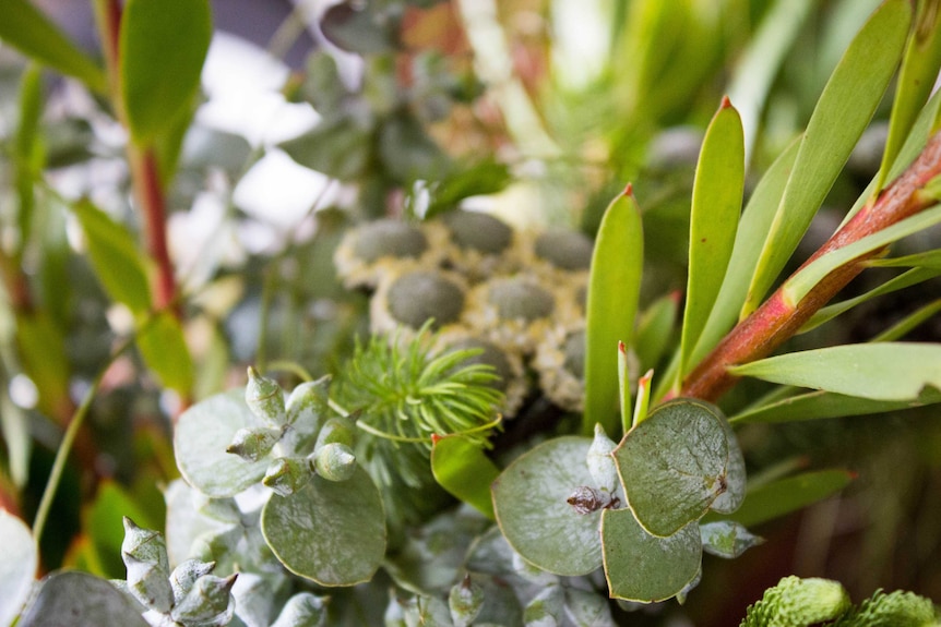 A vast array of leaves and succulents will be incorporated into the group's design for the Melbourne show.