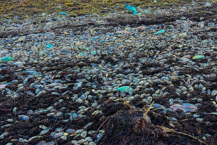 A mass of dead fish onshore.