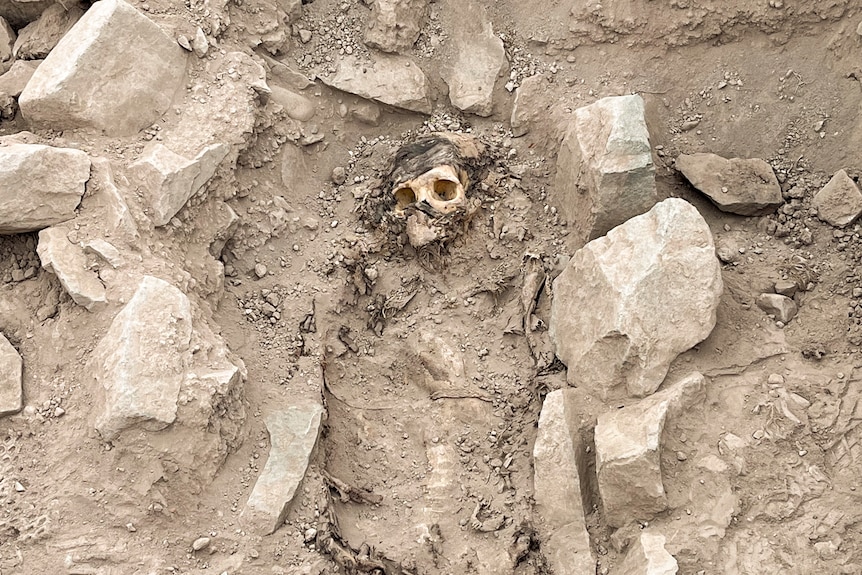 A skull submerged in dirt surrounded by large rocks.