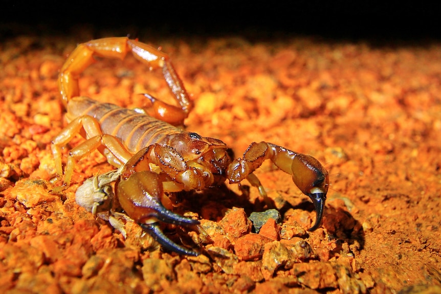 A scorpion at night with tail raised.
