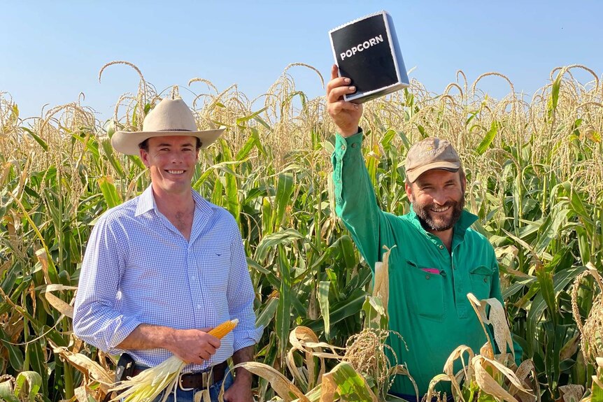 Two men in checked shirts and hats stand amid stalks in a corn field. One holds a corn cob, the other, a box of movie popcorn.