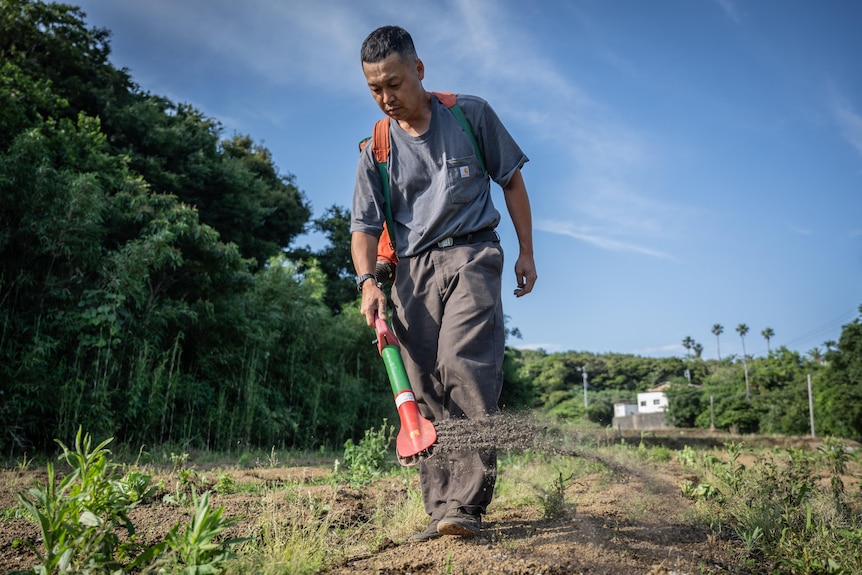 A lettuce farmer uses a spreader he carries on his back to spread fertiliser over rows of budding plants poking through topsoil.
