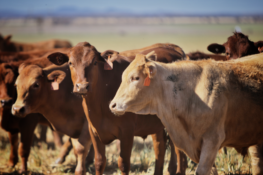 Cows stand on a field.