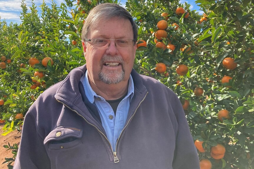 A man standing in front of a citrus tree.