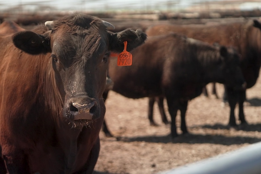 Big brown cow stares forwards in the foreground. in the background stand a group of other brown cows in the feedlot.