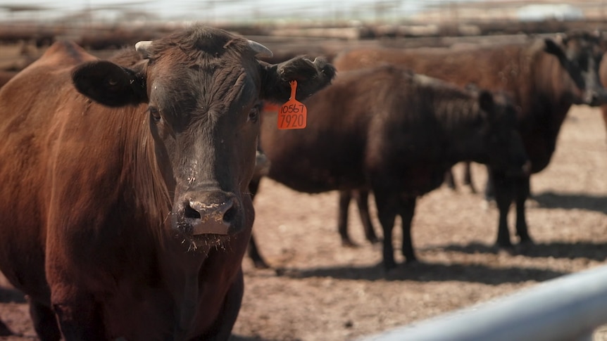Big brown cow stares forwards in the foreground. in the background stand a group of other brown cows in the feedlot. 