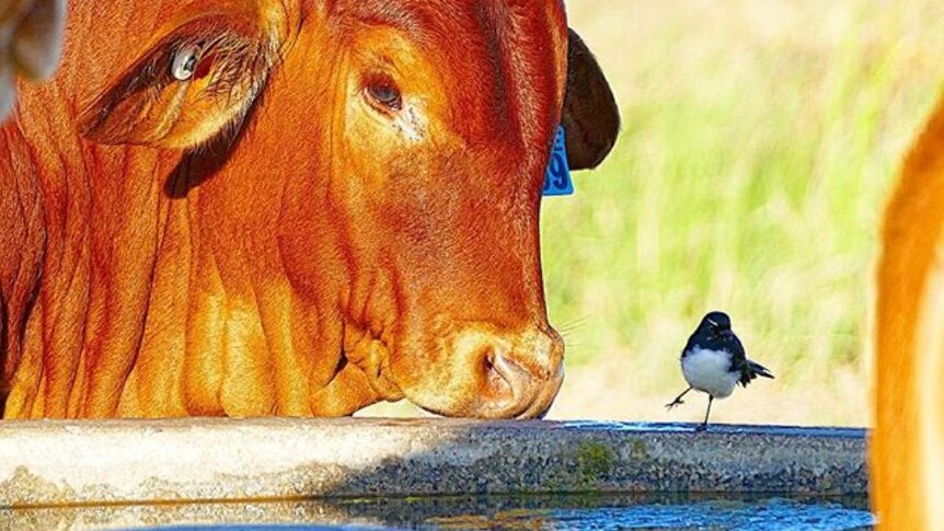 Droughtmaster calf and Willy Wagtail bird side by side at a water trough