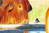 Droughtmaster calf and Willy Wagtail bird side by side at a water trough