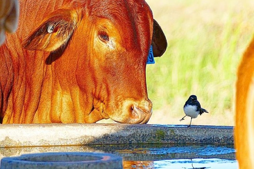 Droughtmaster calf and Willy Wagtail bird side by side at a water trough