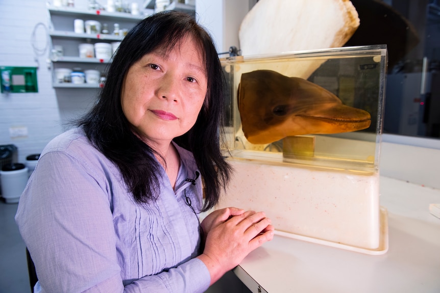 A woman sits next to an illuminated dolphin head preserved in glass