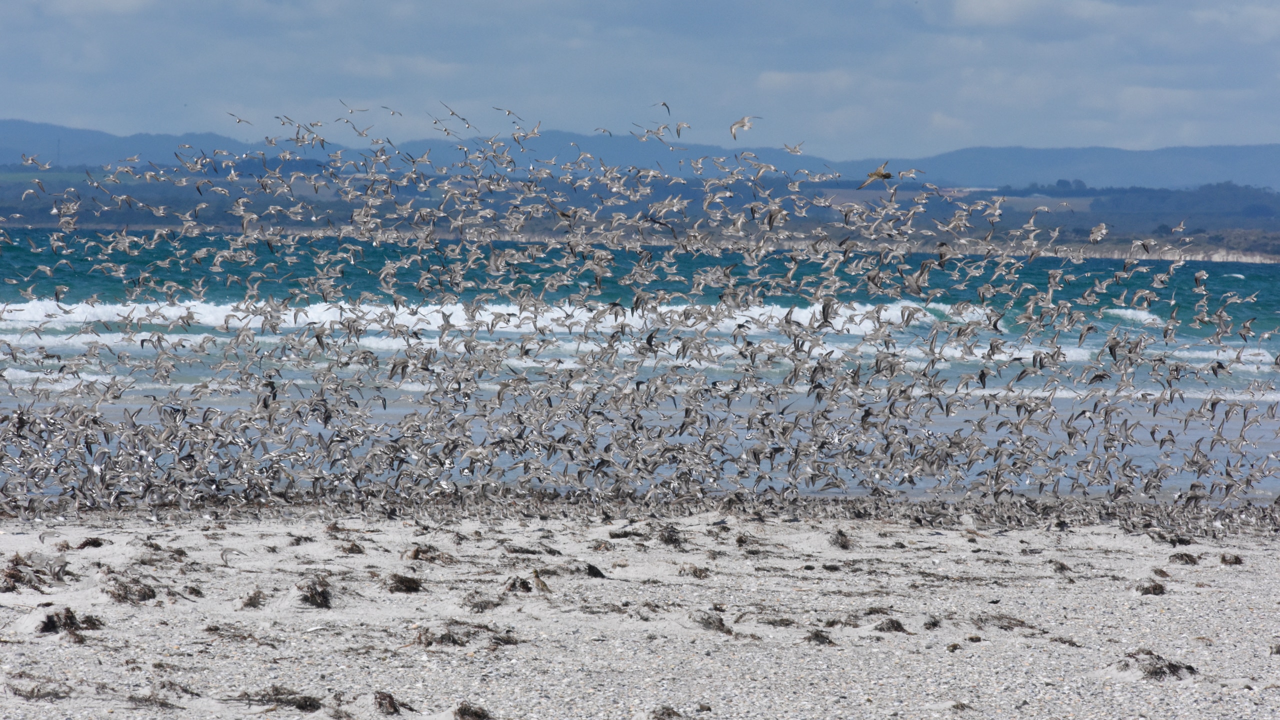 Una gran bandada de pájaros sobrevuela una playa.