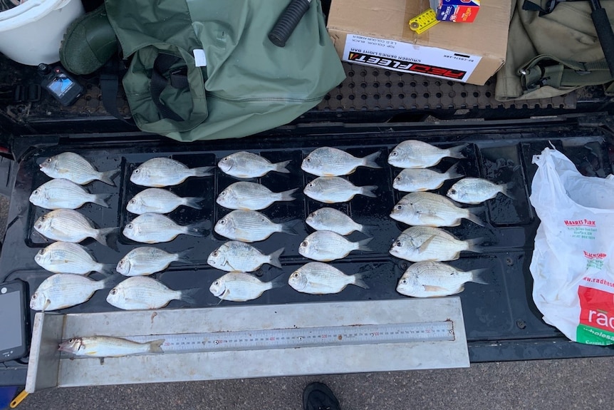 a row of illegally caught fish