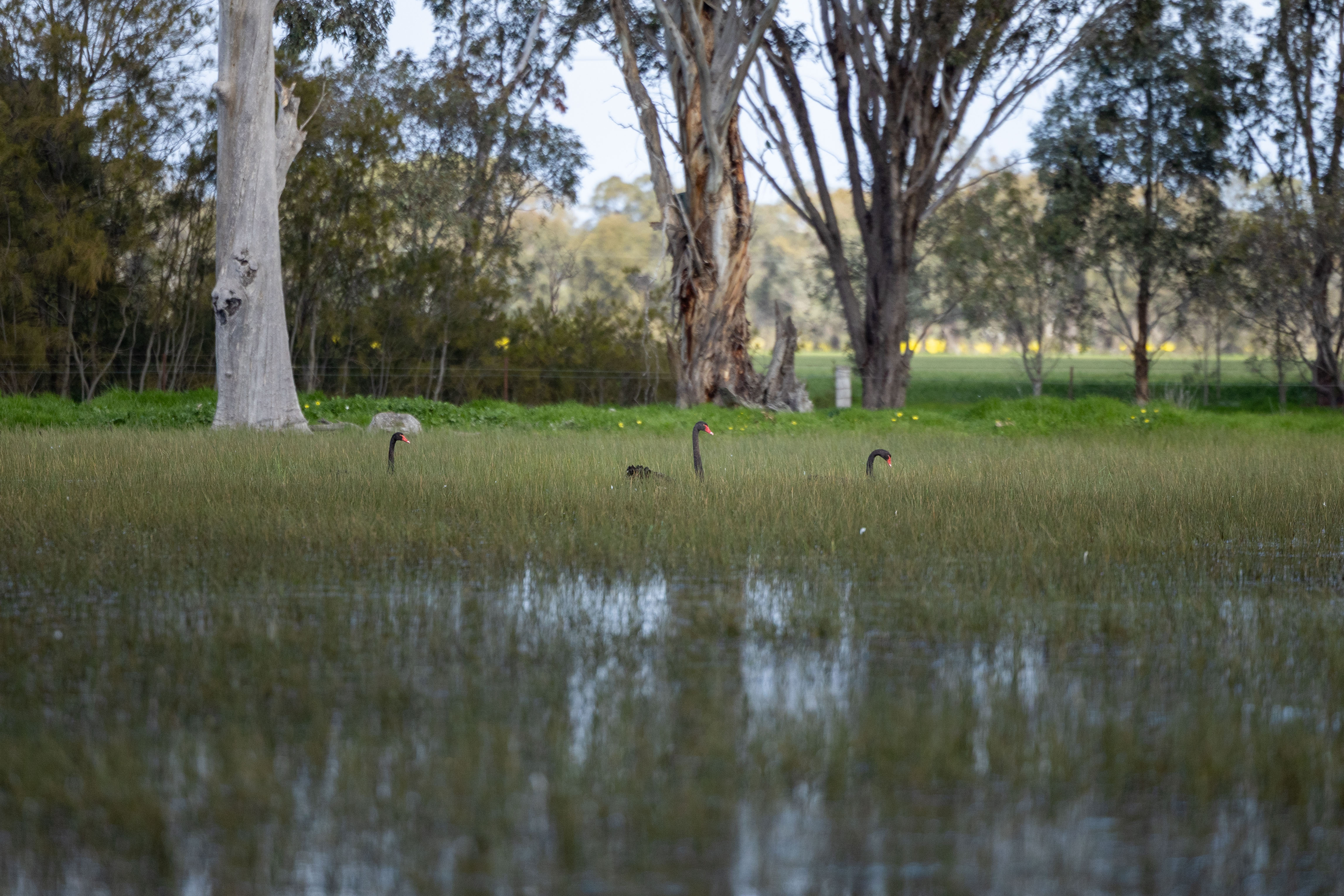 Three black swans swim in a wetland
