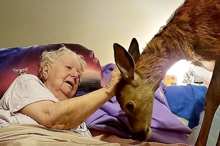 A woman lying on a bed with a baby deer 