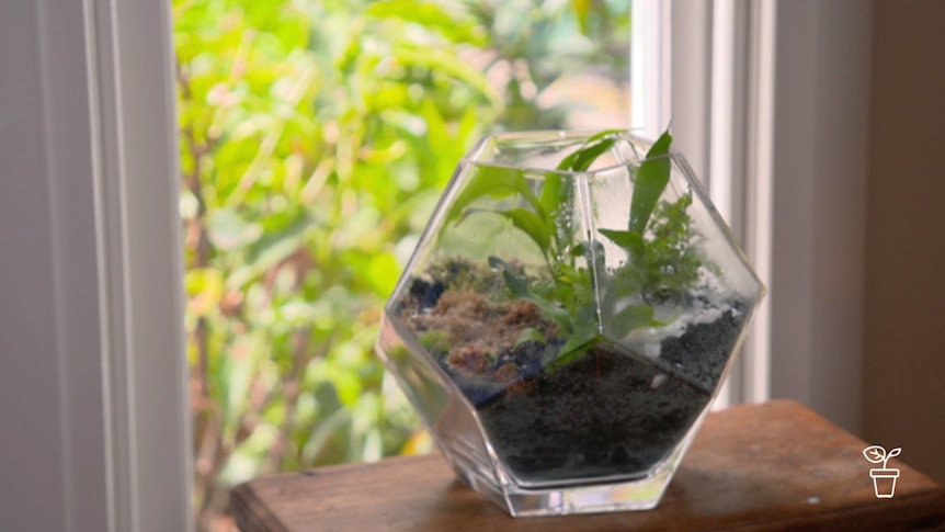 Glass terrarium filled with plants sitting on a table by the window