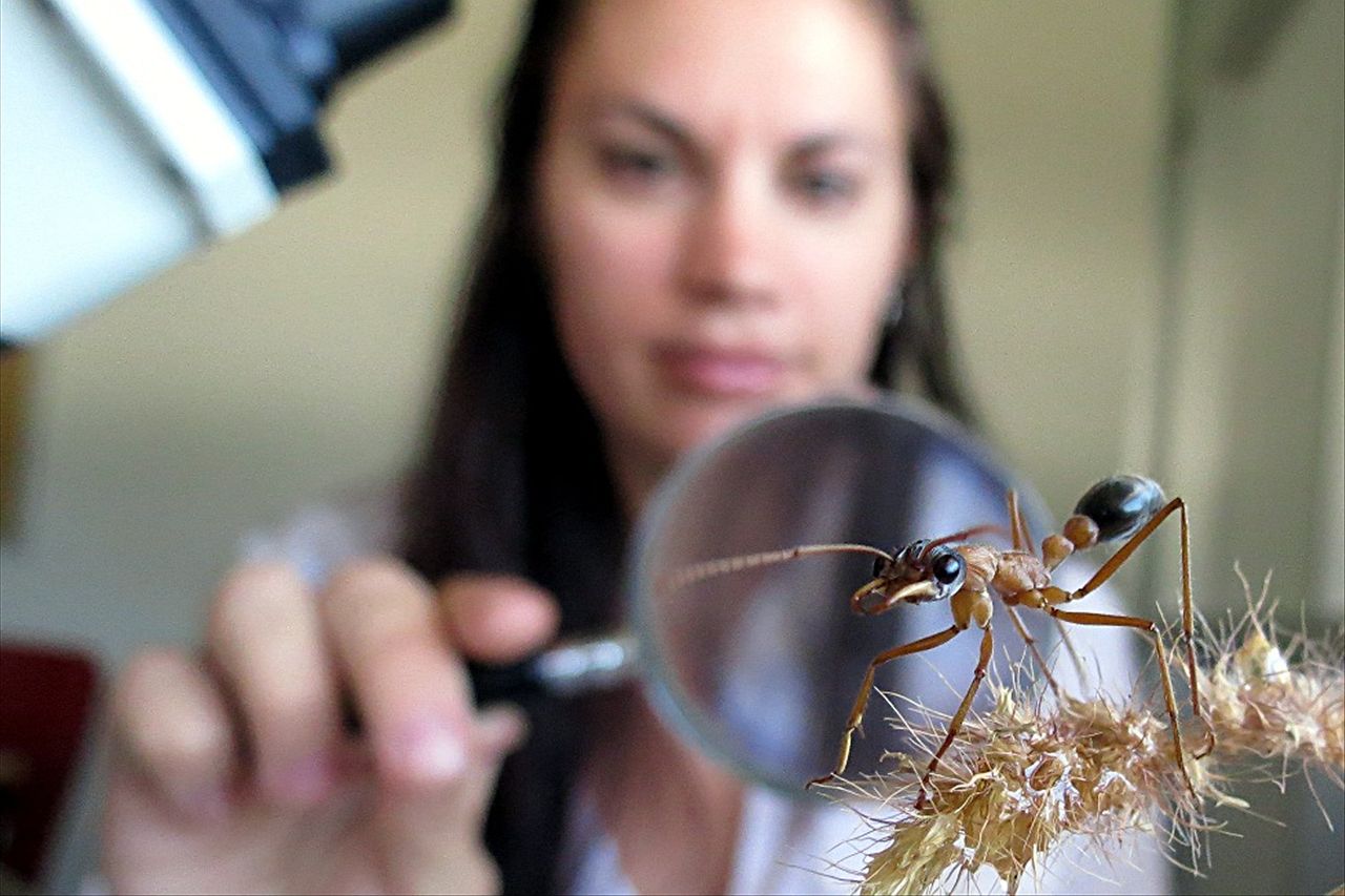 The curious case of buffel and ants - ABC News