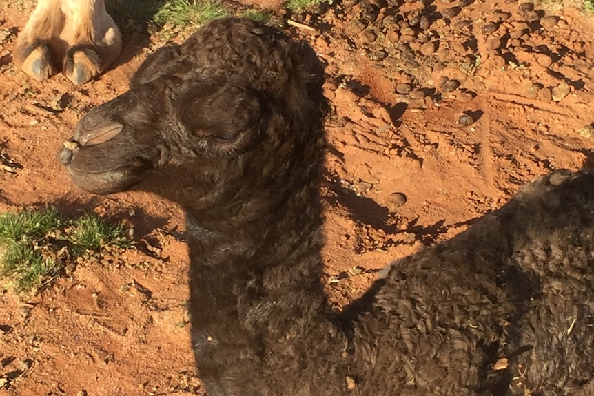 A chocolate brown baby camel sitting on the ground