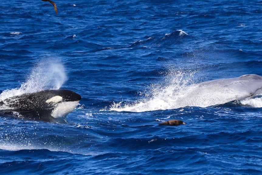 orca hunting blue whale in the blue ocean