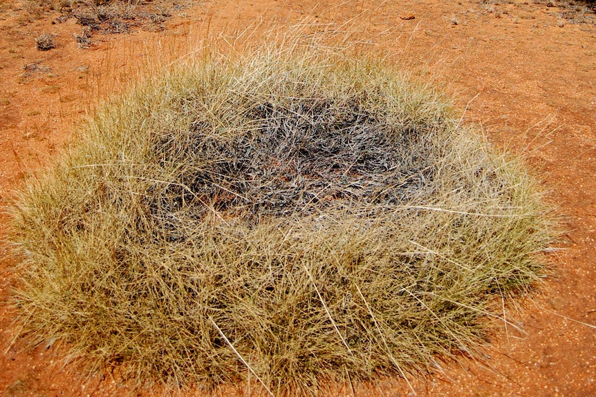 A round mound of spinifex grass than has begun to die off in the centre.